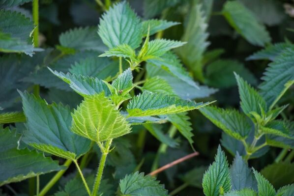 Nettle for the preparation of a medicinal infusion for potency problems