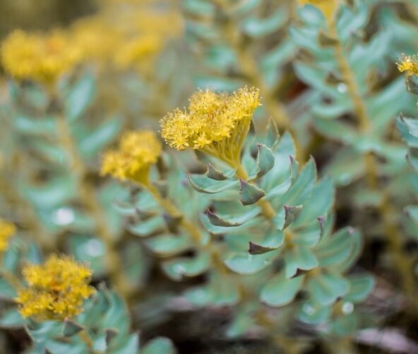 Rhodiola helps with neuroses against the background of erectile dysfunction