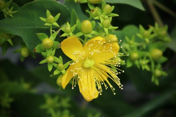 St. John's wort to stimulate the release of male sex hormones