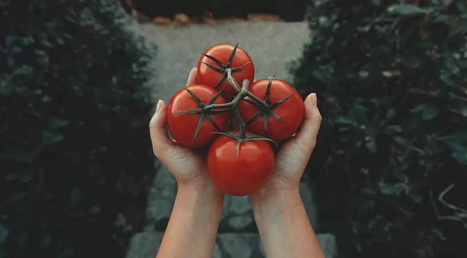 Tomatoes for potency